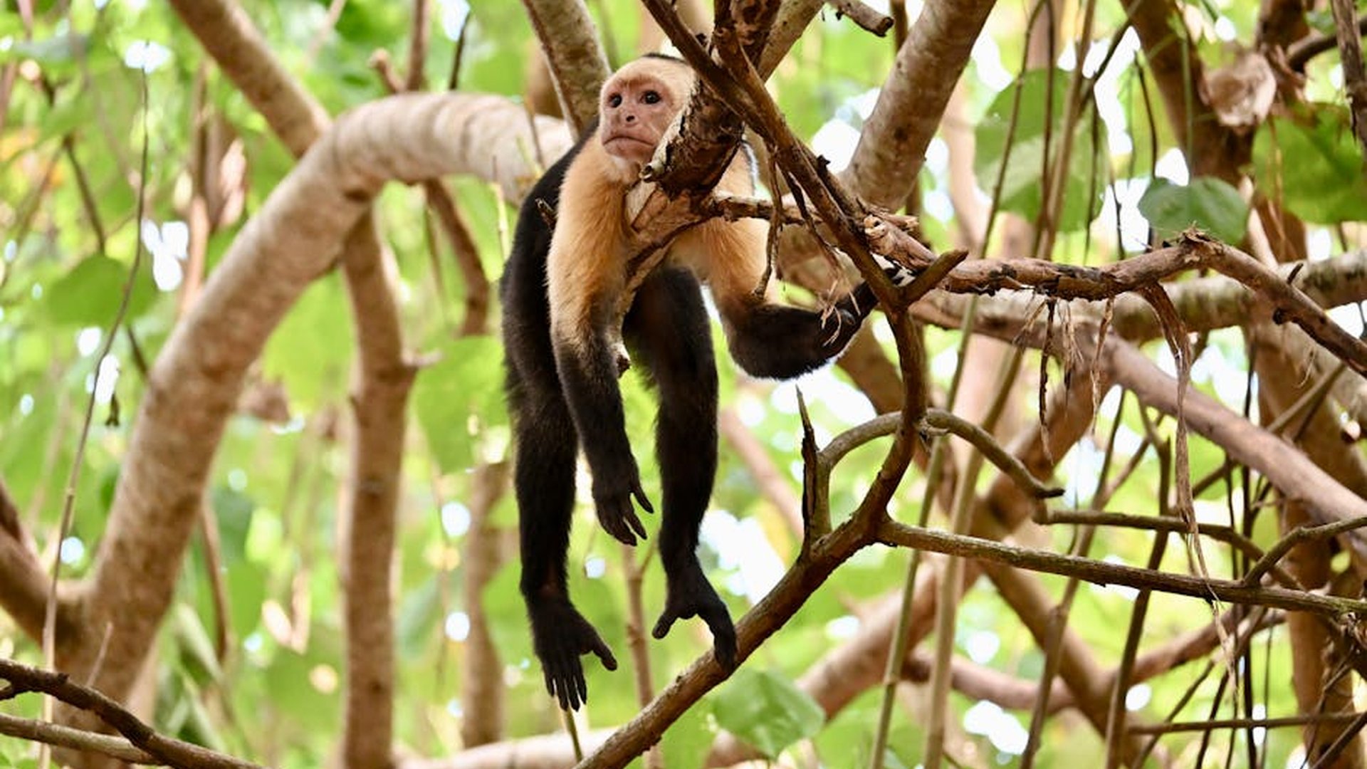 Costa Rica rainforest jungle wildlife sloth monkey