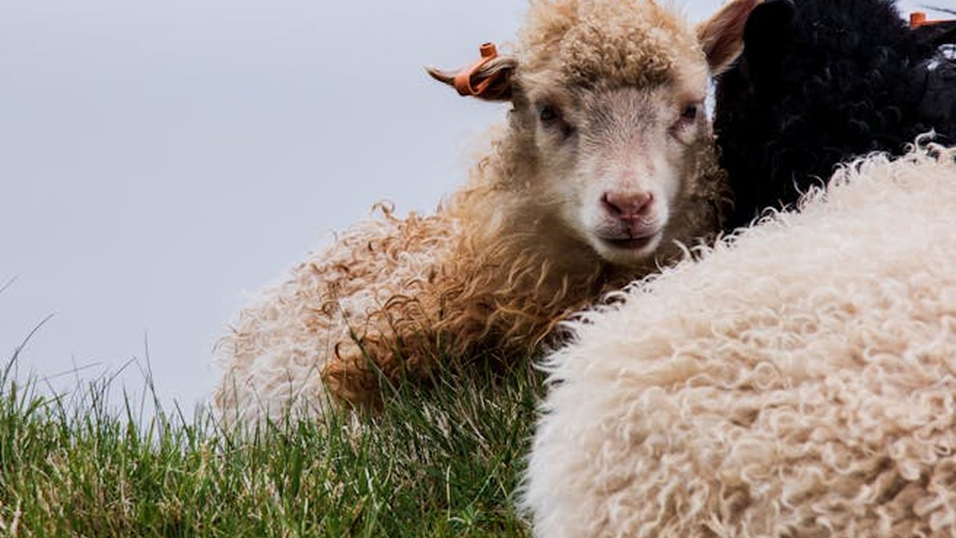 Faroe Islands rugged cliffs sheep pasture wooden h