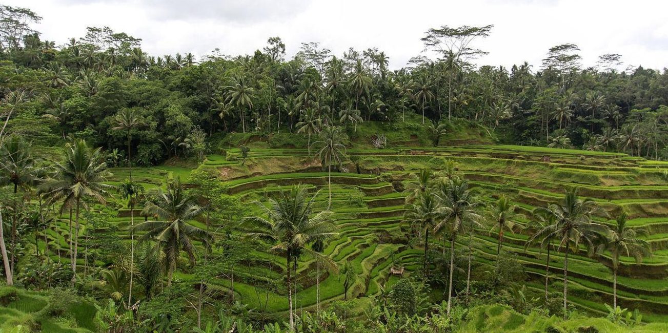 rice terrace