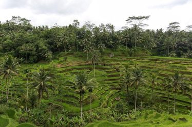 rice terrace
