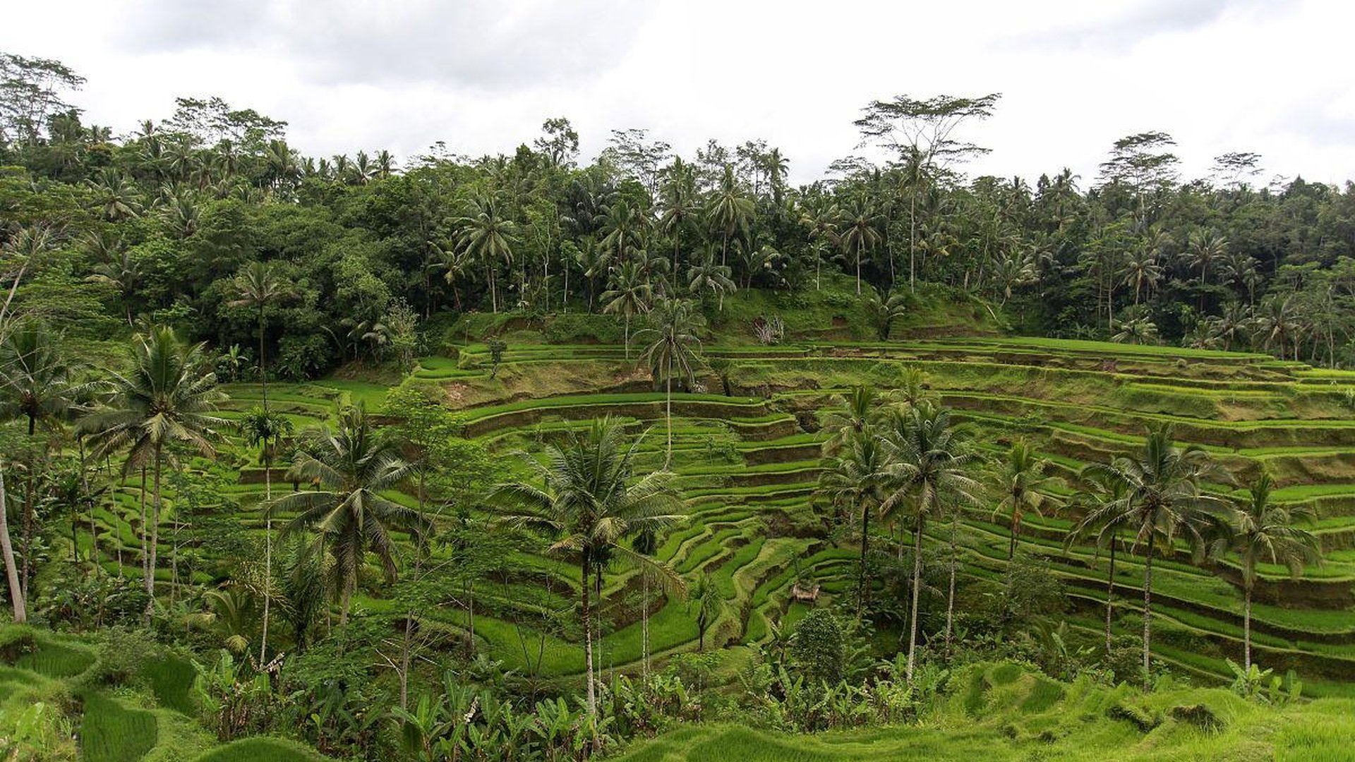 rice terrace